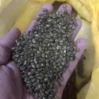 بذور غاف خليجي