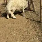 للبيع هرفي لباني 3شهور ونص مغلق