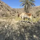 بقره للبيع