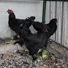 طقم دجاج براهما اسود