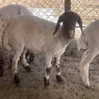 جذعه نعيميه