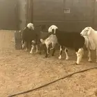 فحل جرى سديس ونعاج نجد