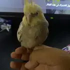 فرخ كراون