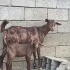 ثنية تحتها ذكر ادهم