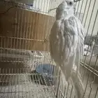 انثى كروان البينو منتجه