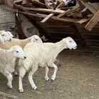 رخلة حرية مراح نظيفة وسمينة