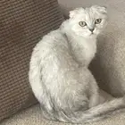 للبيع   قط سكوتش فولد Scottish Fold