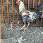 ديك