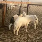 طلي