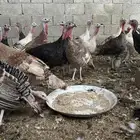 دجاج رومي بياض وبشاير