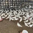 حمام فرنسي جامبو للبيع