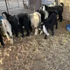 تيوس عوارض فاخرة