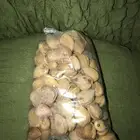 لوز بلدي جديد