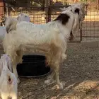 تيسين فحول هولندي وهجين برقوت