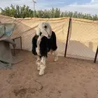 طلي نجدي جبر يتمم