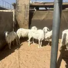 للبيع حيل