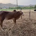بقر