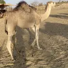 للبيع بكره عربيه عمرها سنه و شهرين الموقع  طريب