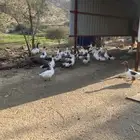 وز بلدي نظيف