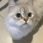 تبني انثى شرازيه