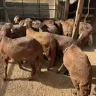 سواكن مرابي طيبه