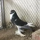 للبيع انثى نفاخ ابو هلال
