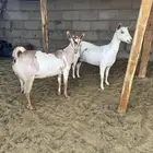 معزه ثلاث شرط الدفيع والسن وحده سديس وثتين توهم صفين