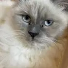 قطه للتبني