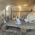 السلام عليكم