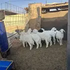 للبيع خرفان حري