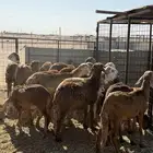 سواكن تربيه