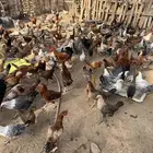 دجاج بلدي للبيع فوق500
