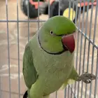 ذكر دره هندي متكلم مزاجي أليف(تم البيع)