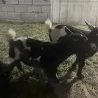 للبيع تيوس قزميه