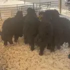 خرفان جذعان عزب ذبايح