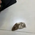 هامسترات سوريه