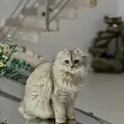قطة سكوتش فولد لونج