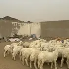 طليان ورخال حري العدد 73 راس