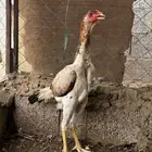 شامو ياباني