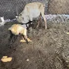 عنز قزم تحتها تيس