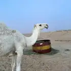للبيع قعود كحيلاني