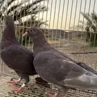للبيع حمام قطيفي