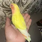 روز الون اصفر عيون حمر