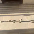 دودة دركسون النترا 2014
