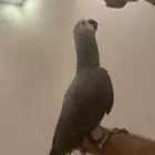 كاسكو فرخ هدد
