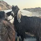 فحول عوارض