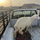 طلي ((تم البيع ))