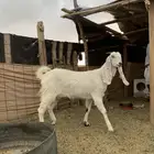 عنز