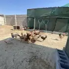 للبيع ديوك بلدي