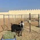 عنز عارضيه طيبه دافع ثلاث شهور